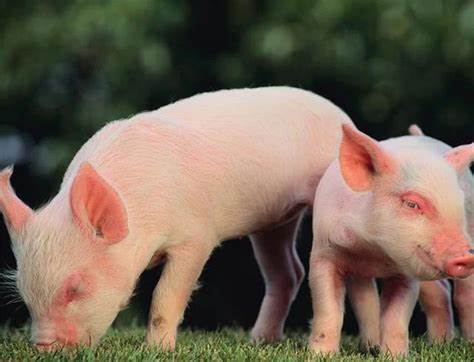 豬股大幅反彈的背后 豬價(jià)見底了嗎？