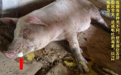 豬嘔吐是怎么回事兒？這5種原因，其中有一個是大麻煩！
