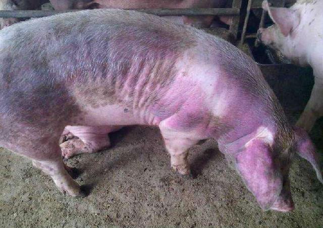 豬藍耳病的快速治療方案及預防措施——養(yǎng)豬人必讀