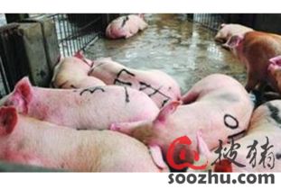 生豬屠宰加工 行業(yè)現(xiàn)狀、挑戰(zhàn)與數(shù)字化預(yù)警的重要性